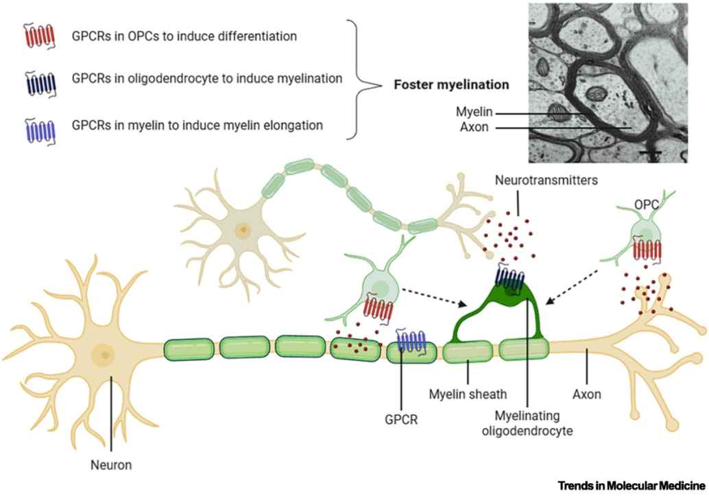 Myelin's Role in Brain Plasticity Expands Beyond Insulation