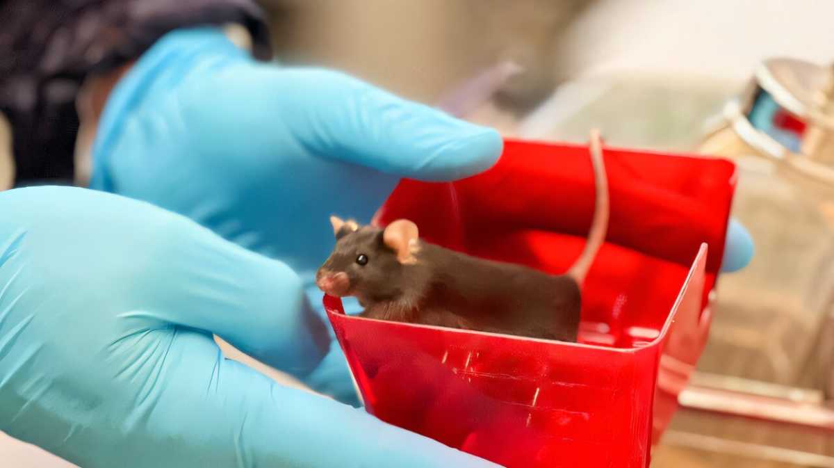 Gene Editing Successfully Treats Hereditary Epilepsy in Mice