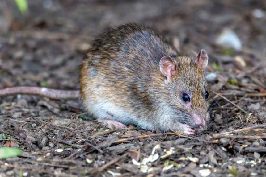 WHO confirms eight cases of Andes hantavirus in outbreak on cruise ship