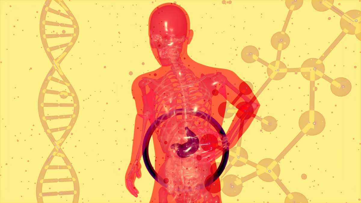 The liver's immune cells might be the key to curing hepatitis B