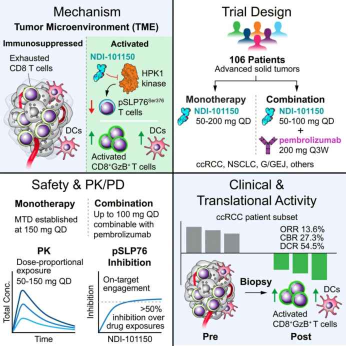 Experimental Drug Shrinks Advanced Kidney Cancer Tumors, Clears Disease in One Patient