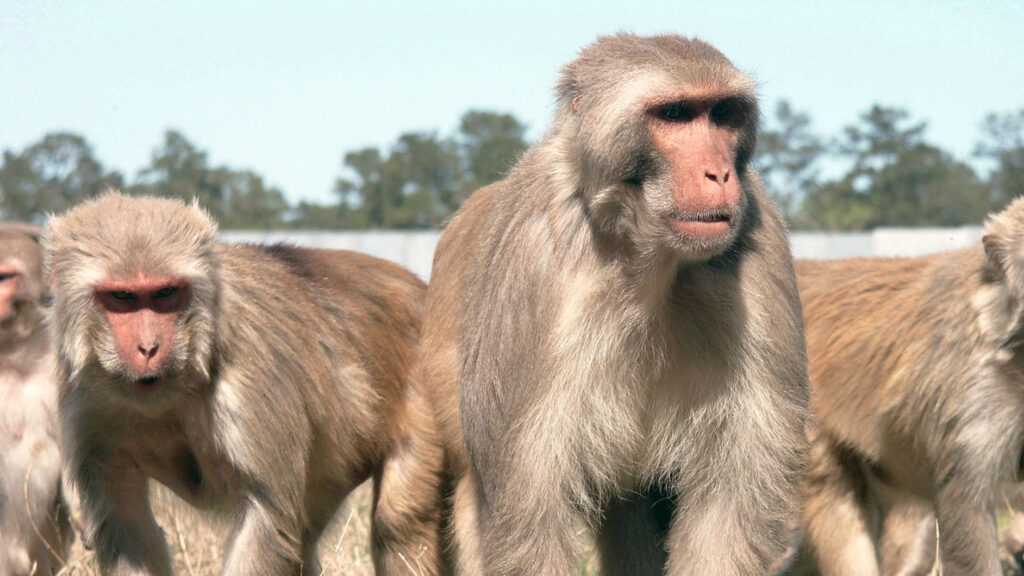 CDC Plans to Transfer Monkeys to Nonprofit Sanctuary to Reduce Animal Testing