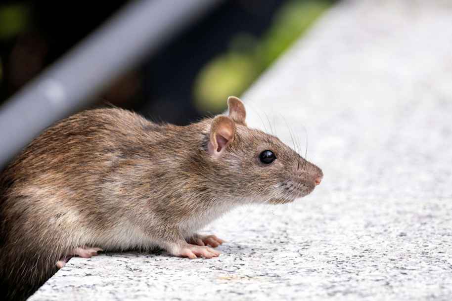 France and Netherlands Say All Hantavirus Contact Cases Negative