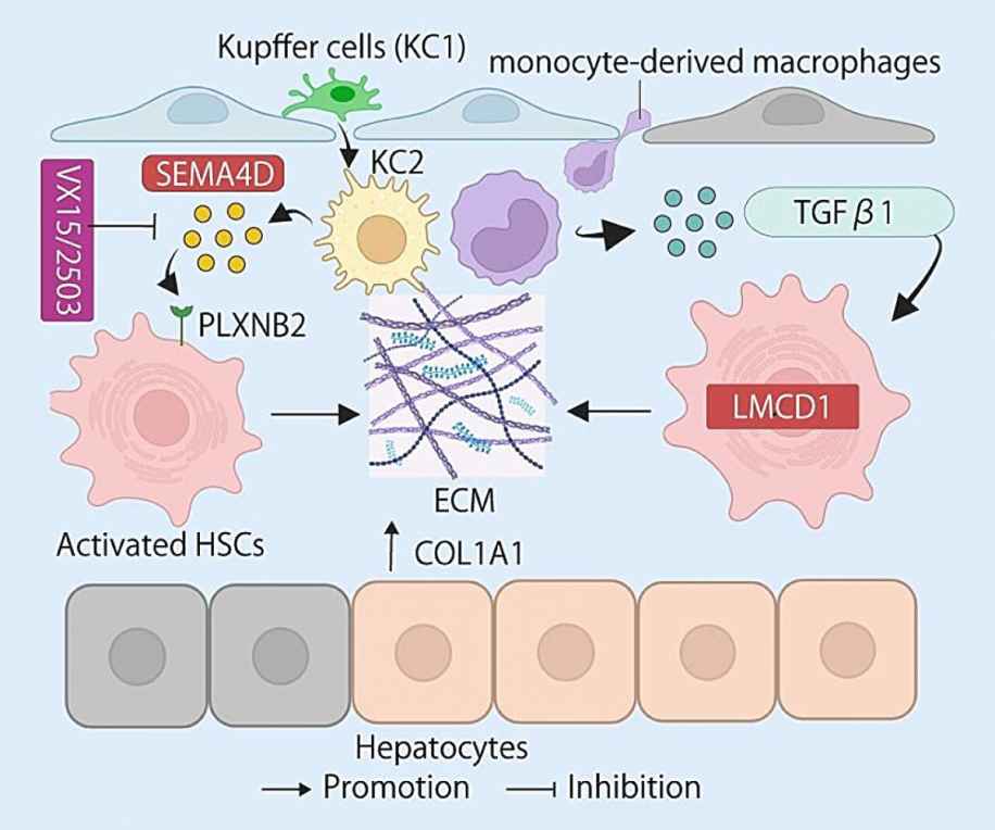Scientists Identify Two Proteins Driving Liver Fibrosis and Show They Can Be Blocked