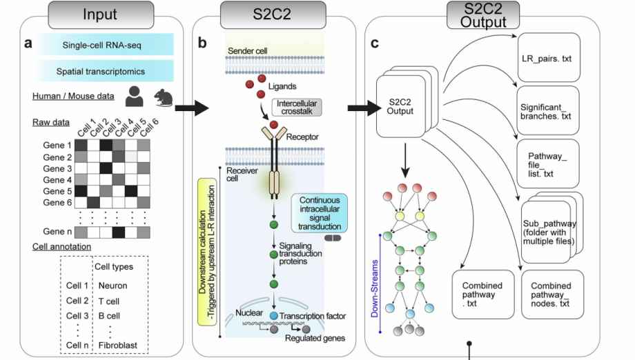 AI Platform Decodes Cellular Communication in Complex Diseases