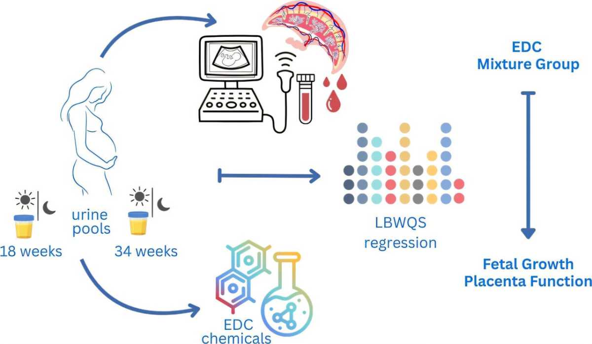 Prenatal Exposure to Chemical Mixtures May Influence Fetal Growth Through the Placenta