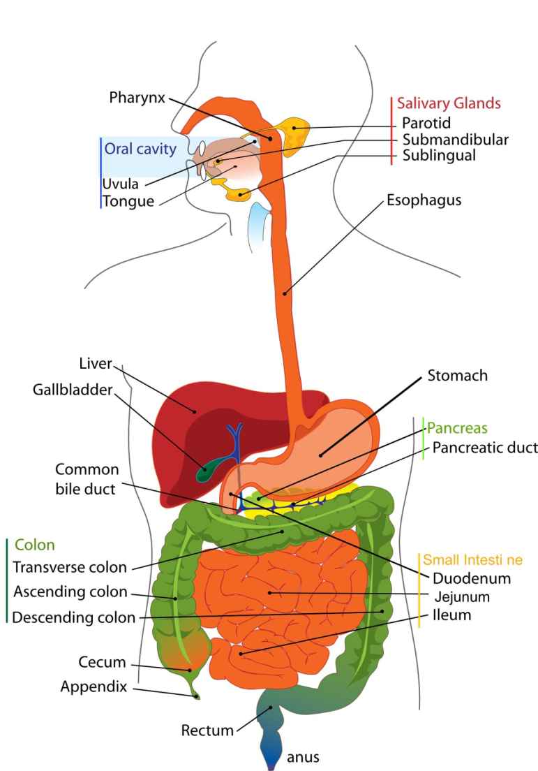 Tumor Gene Changes Linked to Shorter Gallbladder Cancer Survival, Analysis Shows