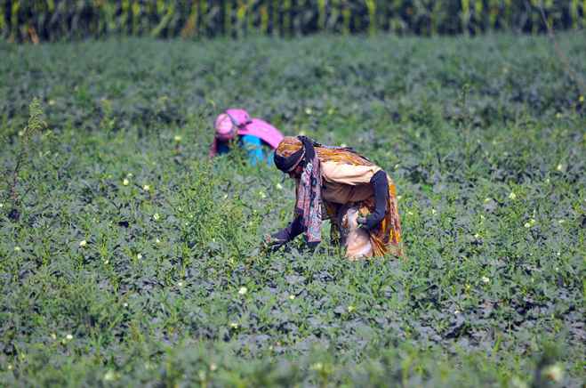 Women Farmers Harvest Ladyfinger Crops Amidst Hot Weather Conditions