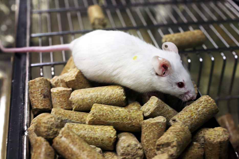 New Reporting System Aims to Ensure Accuracy and Rigor of Mouse Models After Widespread Mismatches