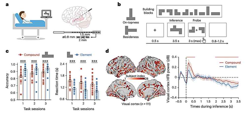 Hippocampal Ripples and Replay Reveal Brain Mechanisms for Flexible Planning