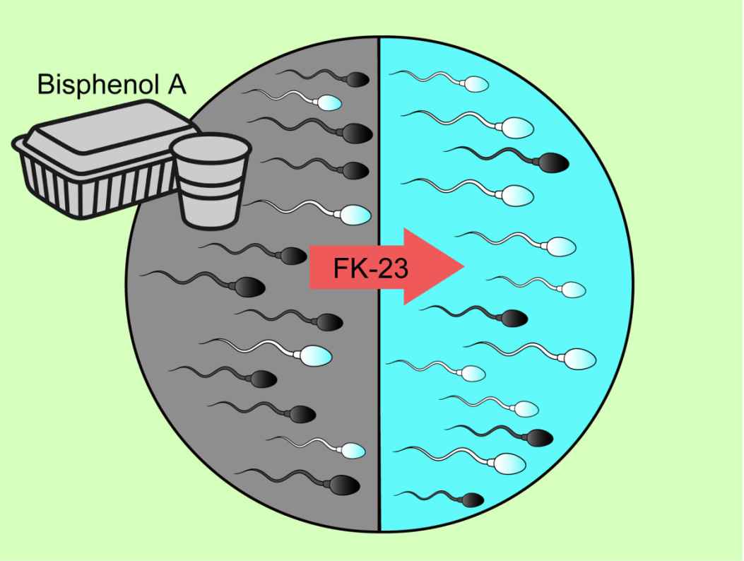 Heat-treated probiotic may protect sperm from BPA-linked damage, rat study suggests