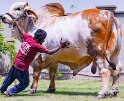 Rustam Punjab Bull Attracts Buyers in Chishtian Cattle Market Ahead of Eid-ul-Adha