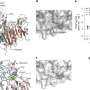 Discovery of Fat-Burning 'Switch' Could Lead to Advances in Bone Disease Treatments