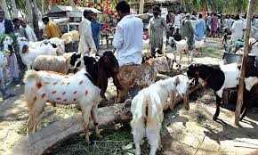 Unique-named Sacrificial Animals Trending on Eid Markets Amid Social Media Buzz