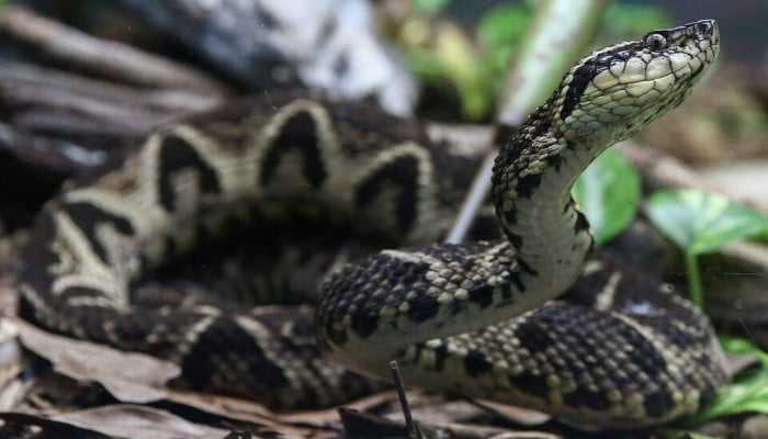 Islamabad Residents Concerned as Snake Sightings Increase in the City
