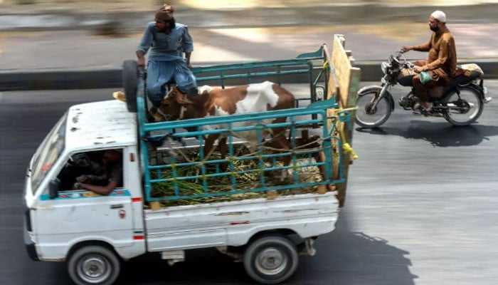National Highways and Motorway Police Ban Animal-Laden Vehicles Ahead of Eid ul Adha Festival