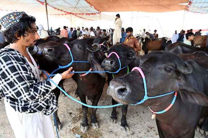 Cattle Markets Attract Customers Ahead of Eid al-Adha with Variety of Sacrificial Animals on Display in City