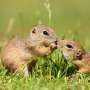 How hibernation influences a visual brain area in squirrels