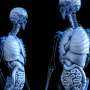 Gut particles tied to aging may trigger inflammation and disease risk