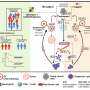 How chemotherapy can backfire: An immune shift tied to tumor resistance and poorer outcomes