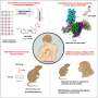 Scientists develop first-in-class drug candidate for chronic itch