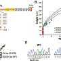 New Mouse Model Replicates Severe Geleophysic Dysplasia with Early Death and Valve Defects