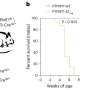 Links discovered between mitochondrial lipid deficiency and inflammation of the gut