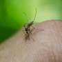 Rising temperatures could bring more vector-borne diseases to Canada, commentary warns