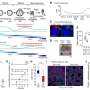 A DNA-organizing Protein Offers Insights into Male Infertility and IVF