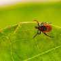 Ticks Are Spreading Like Wildfire—More Carrying Lyme Disease