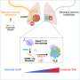 Nervous System Aids Lung Cancer Evasion of Immune Response, Study Finds