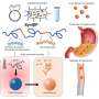 Oral GLP-1s without fasting or reduced efficacy: Delivery approach protects peptide-based drugs from stomach acid