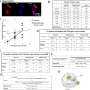 Neutrophils Manufacture Schizophrenia-Linked Protein, Study Reveals