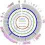 Researchers Map Genetics of Blood Lipids with Unprecedented Precision