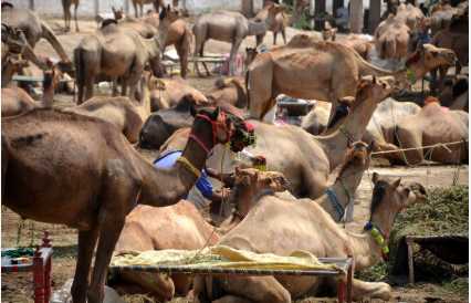 Camels Take Center Stage in Peshawar's Eid Markets