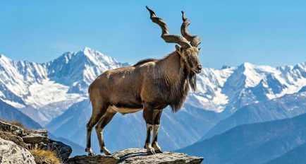 At UN, Pakistan Highlights Markhor – Its Proud National Animal As Symbol of Resilience