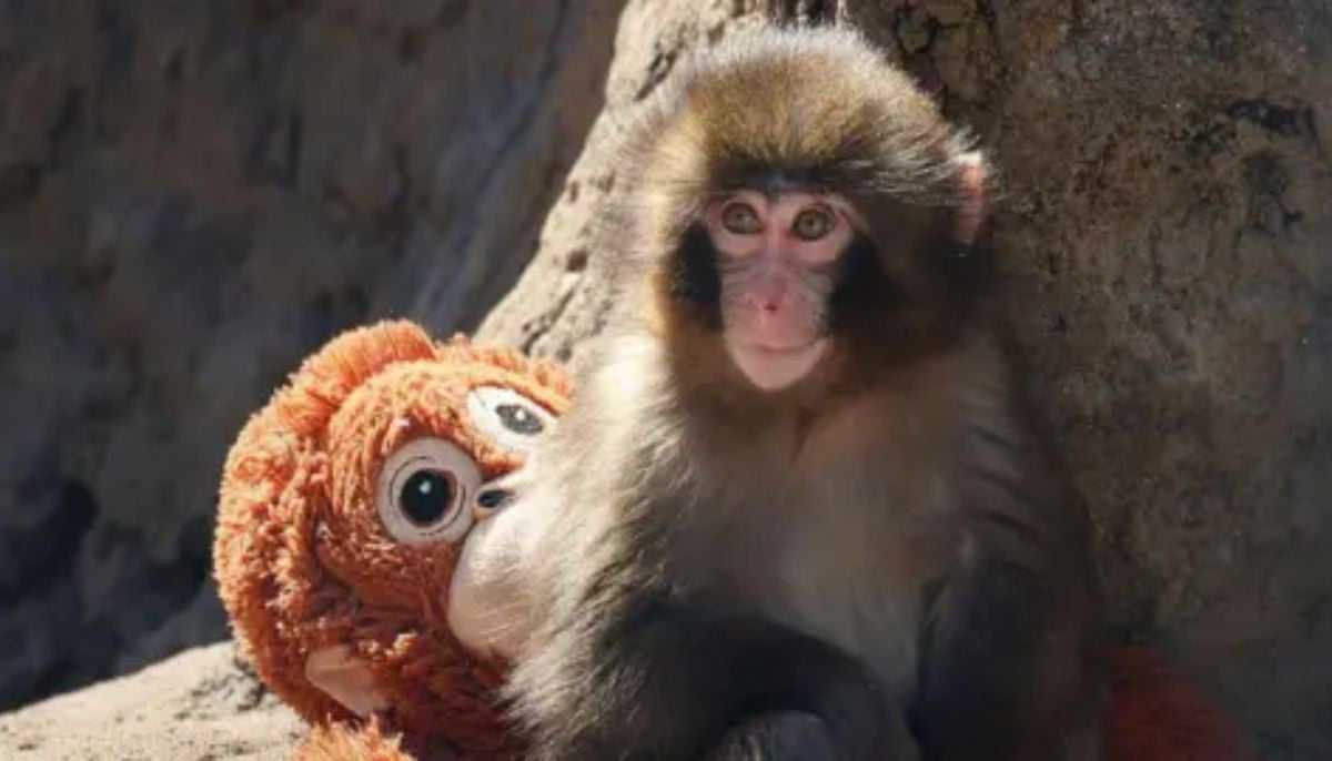 Viral 'Punch' Monkey Stunt Sparks Zoo Crackdown