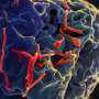 Ebola, Hantavirus Show World’s Risk Preparedness Lagging: Pandemic Expert