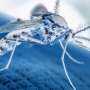 3,798 Dengue Cases Reported in U.S. in 2024