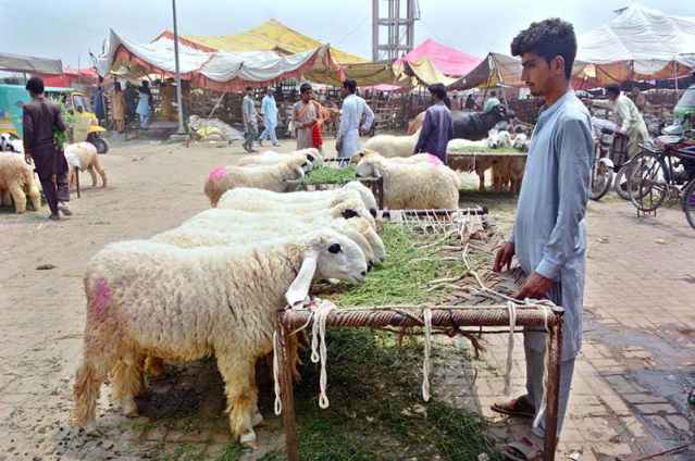 Vendors Displaying Sacrificial Animals At Cattle Market For Eid Al-Adha