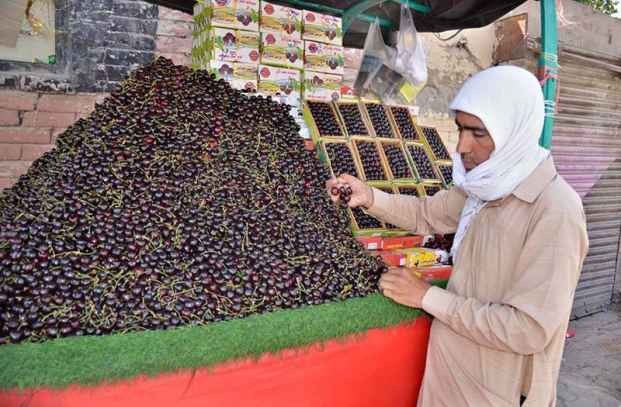 Street Vendor Displays Cherries at Pishin Stop