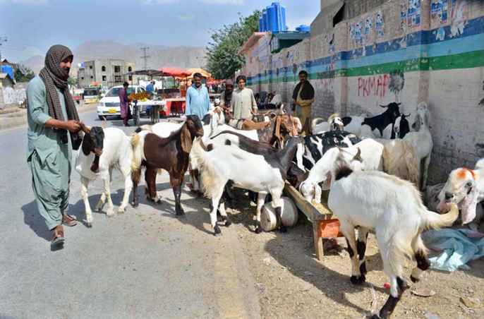 Eid al-Azha Celebrations Spark Emergence of Roadside Animal Markets in Pakistan