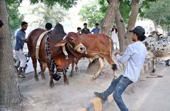 Youngsters Try to Control Sacrificial Animal for Eidul Azha