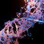 Cracking the code of p53 fragility: Why the genome guardian is prone to failure