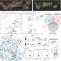Spatial Transcriptomics Atlas Enhances Understanding of Inflammatory Bowel Diseases