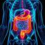 New Study Reveals Stress Hormone Pathway Disrupting Gut Function in IBS Patients