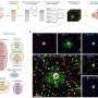 New Technique Reveals Hidden Immune Cell Population in Alzheimer’s Brains