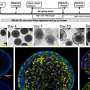 Cardiac Organoids Show Promise for Myocardial Repair After Infarction