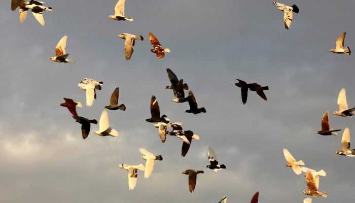 'Their story is our story': Pigeons and humans, 3,500 years together
