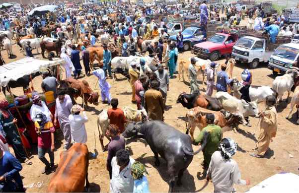 Livestock Prices Surge in Khyber Pakhtunkhwa as Eidul Azha Approaches with Steep Increases